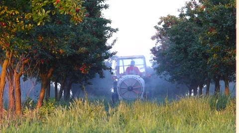 Cherry sprinkling in spring. Video stock 51775767