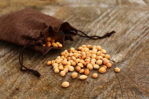 Cherry stones in a jute sack Stock Photos