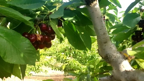 Cherry for the summer Stock Footage 115113066