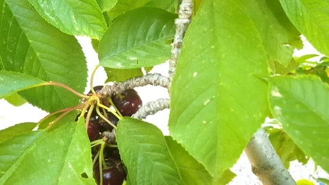 Cherry in summertime Stock Footage 115112350