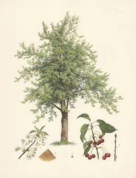 Cherry, sweet cherry, Prunus avium, illustration by Johann Kautsky (1827-1896), Stock Illustration