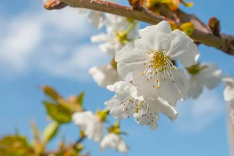 Cherry three in bloom Stock Photos
