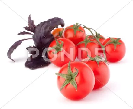 Cherry tomato and basil leaves still life Stock Photos