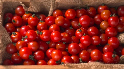 Cherry Tomato Basket Lighting Dark to Light Stock-Footage 280469171