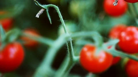 Cherry tomato brunch Stock Footage 67311006