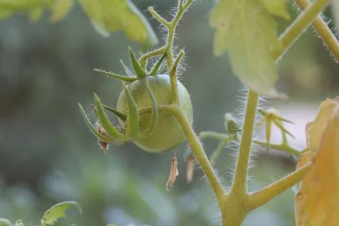 Cherry tomato on the brunch Stock Photos