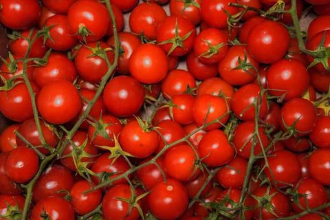 Cherry tomato close-up. 스톡 사진