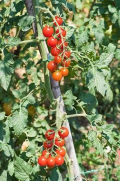 Cherry tomato  crop Stock Photos