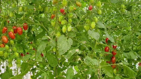 Cherry tomato cultivation in a climate-controlled greenhouse. Intensive Stock Footage 346510507