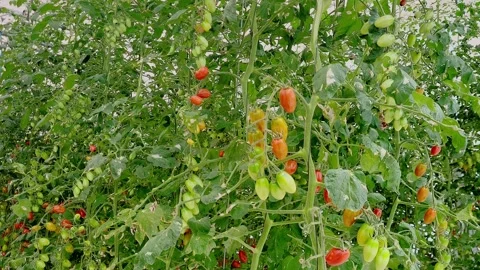 Cherry tomato cultivation in a climate-controlled greenhouse. Spain. Stock Footage 346510580