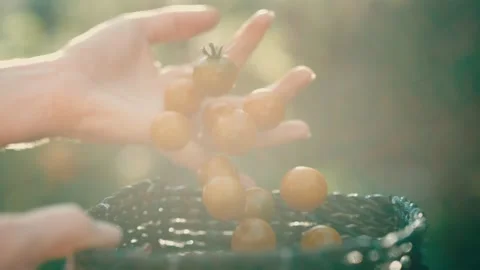 Cherry Tomato Falling in Slow Motion into Woven Basket Amid Golden Garden Light Stock Footage 342588931