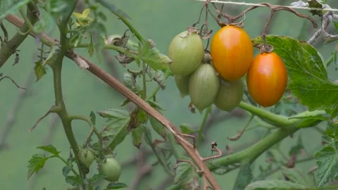 Cherry tomato garden Stock Footage 136763734