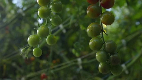 Cherry-tomato in greenhouse 動画素材 93798679