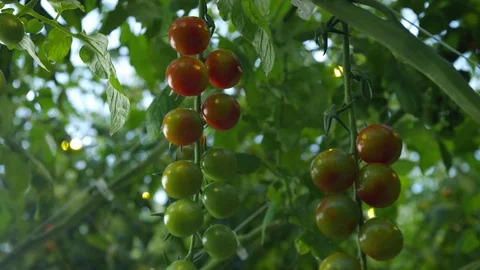 Cherry-tomato in greenhouse Stock-Footage 93798766