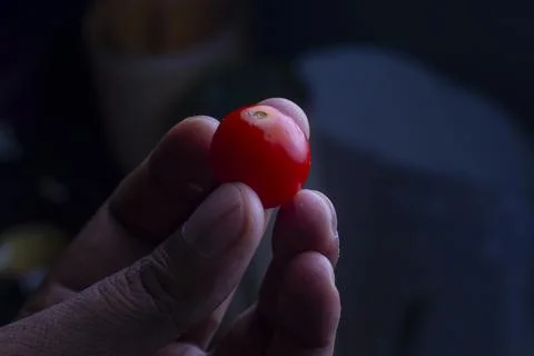 Cherry tomato in hand path isolated on dark Foto stock