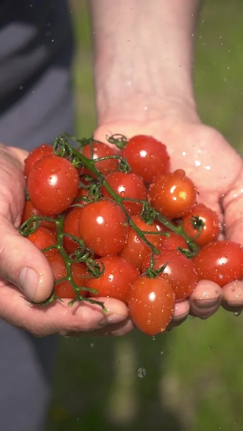 Cherry tomato in hands vertical video. fresh harvested organic tomatoes, small Stock Footage 276531629