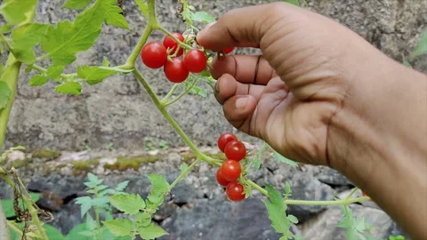 Cherry tomato harvest Stock Footage 277937494