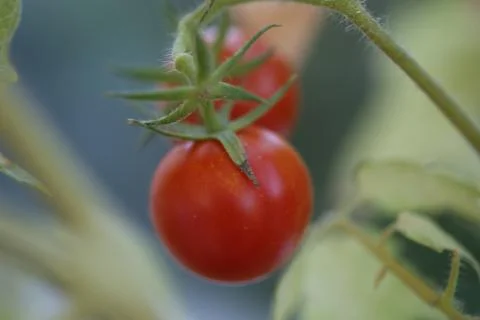 Cherry tomato Stock Photos