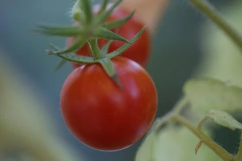 Cherry tomato 库存照片