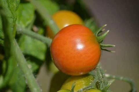 Cherry Tomato Stock Photos