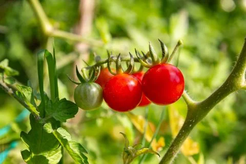 Cherry tomato Foto stock
