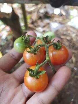 Cherry tomato Stock Photos