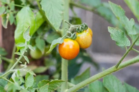 Cherry tomato plant. Stock Photos