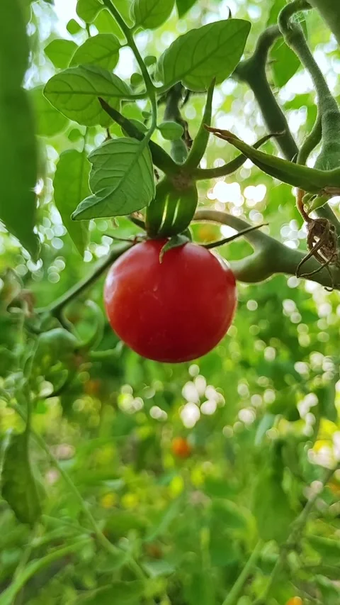 Cherry tomato plant stem ripening in sunny day closeup. High antioxidant concept Stock Footage 341668346