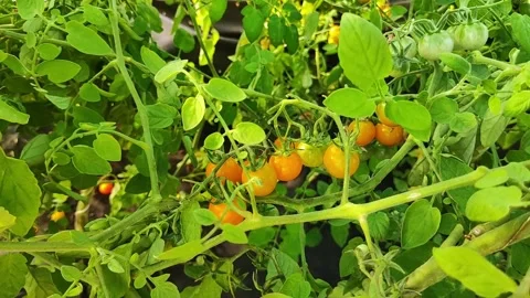 Cherry tomato plant stem ripening in sunny day closeup. High antioxidant concept Stock Footage 341668512