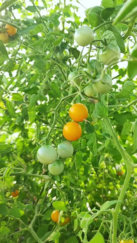 Cherry tomato plant stem ripening in sunny day closeup. High antioxidant concept Stock Footage 341668667