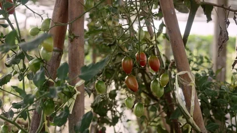 Cherry tomato plants with clusters of green and ripening red fruits growing.. Stock Footage 346689475