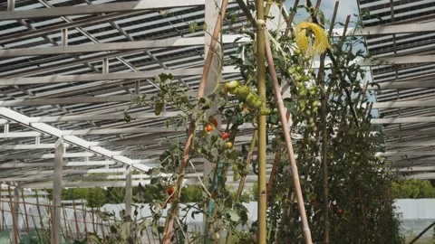 Cherry tomato plants with green, orange, and red fruits growing beneath a s.. 库存影片 344257732