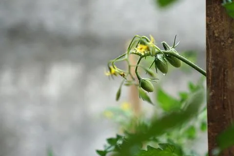 Cherry tomato plants Stock Photos