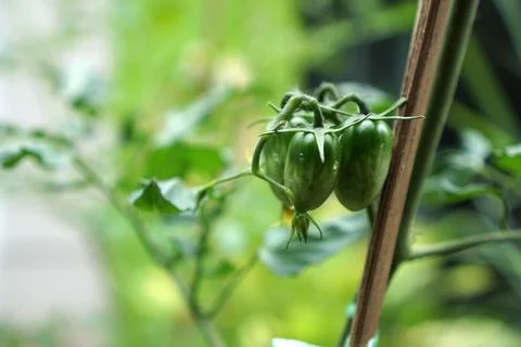 Cherry tomato plants Stock Photos