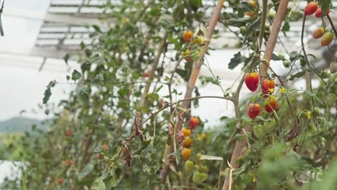 Cherry tomato plants with ripening red, orange, and green fruits growing in.. 库存影片 344257853