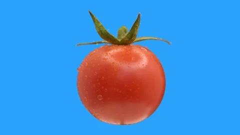 Cherry tomato twisting and spinning around on blue background, isolate, chromake Video stock 267596751
