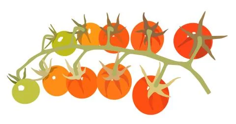 Cherry tomato vector illustration Stock Illustration