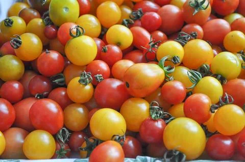 Cherry tomato vegetables Stock Photos