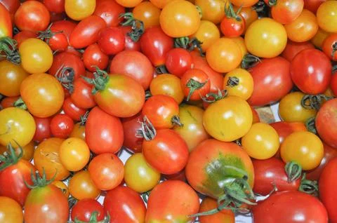 Cherry tomato vegetables Stock Photos