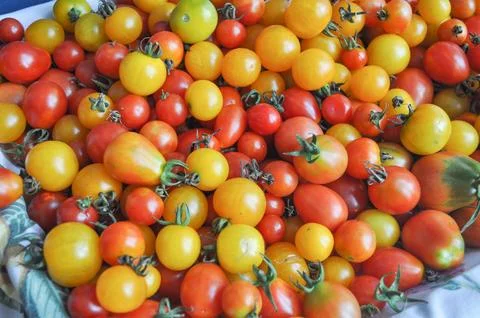 Cherry tomato vegetables Stock Photos
