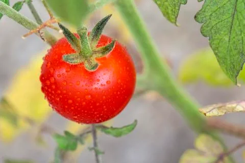 Cherry tomato on the vine Foto stock