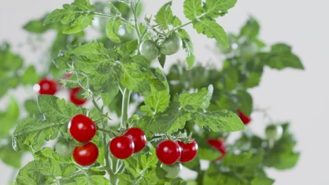 Cherry tomato vine with ripe and green fruits on white chroma background. Stock Footage 280929809