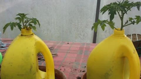 Cherry tomatoe plant in do it yourself pot Stock Footage 243108381