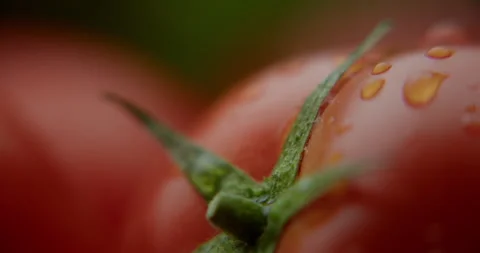 Cherry tomatoes and a dripping drop of macro water 스톡 동영상 310957630