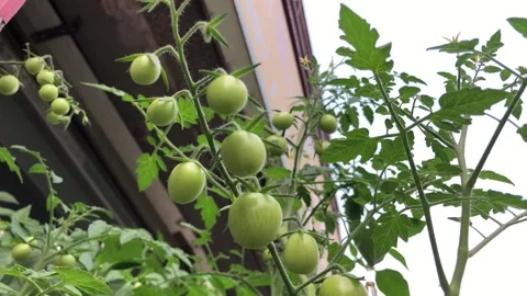 Cherry tomatoes are growing. not ripe yet Vídeos de archivo 245361756