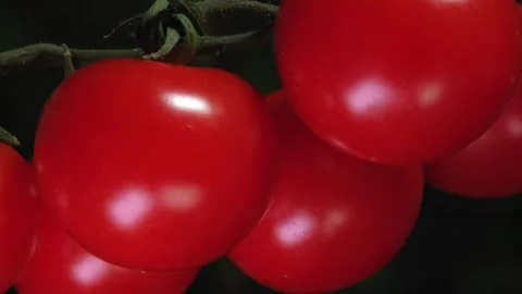 Cherry tomatoes are hanging on branches, tomatoes are in the greenhouse Stock Footage 264884414