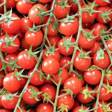 Cherry tomatoes background Stock Photos