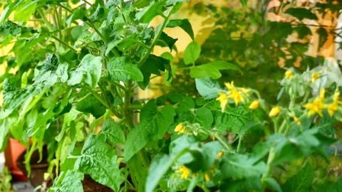 Cherry tomatoes on the balcony Stock Footage 200216035