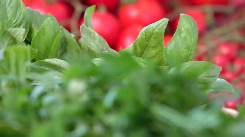 Cherry tomatoes basil Stock Footage 77503746