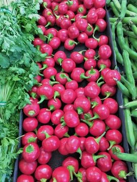 Cherry tomatoes between green beans Stock Photos